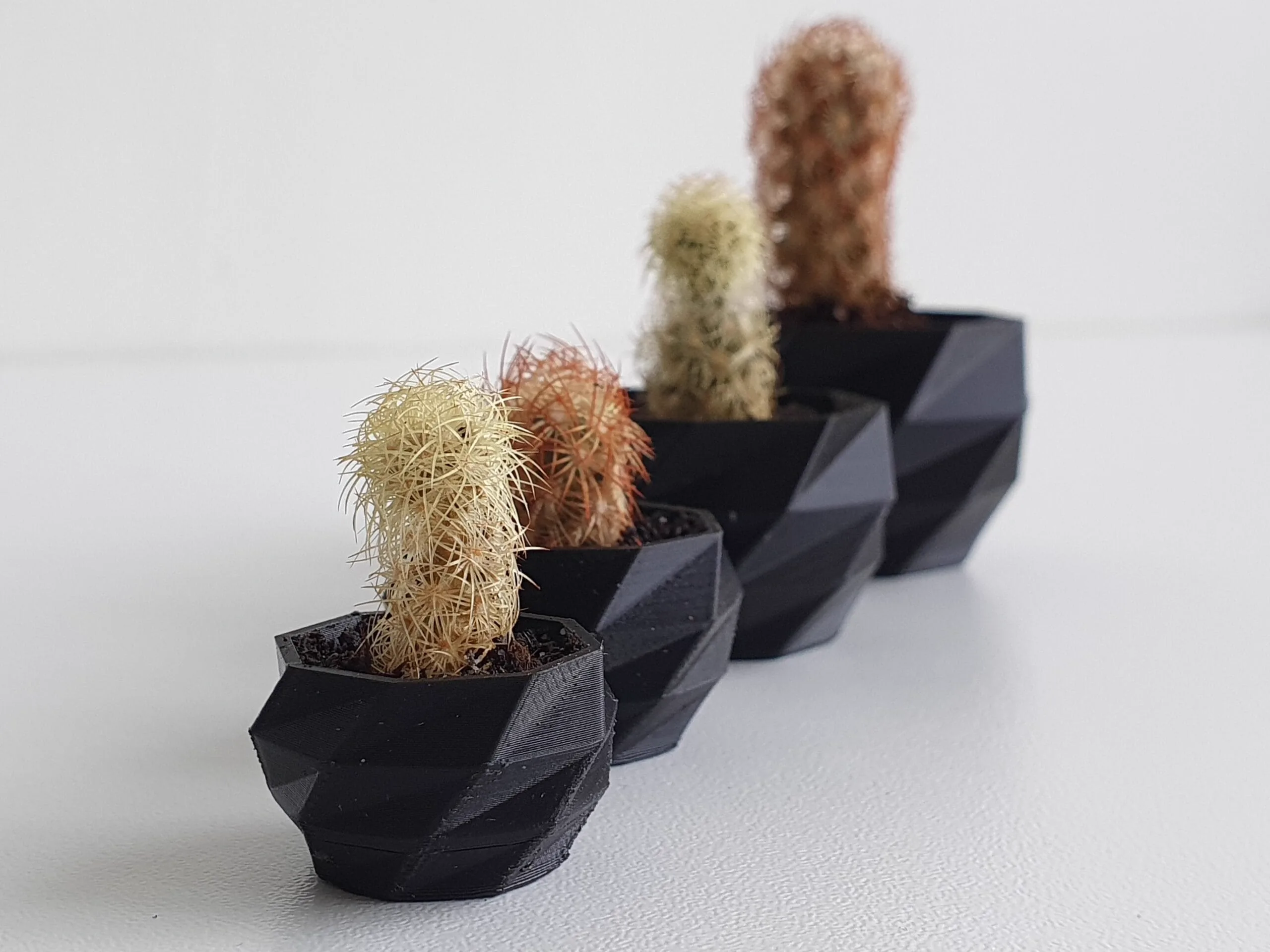 Geometrische Kaktustöpfe